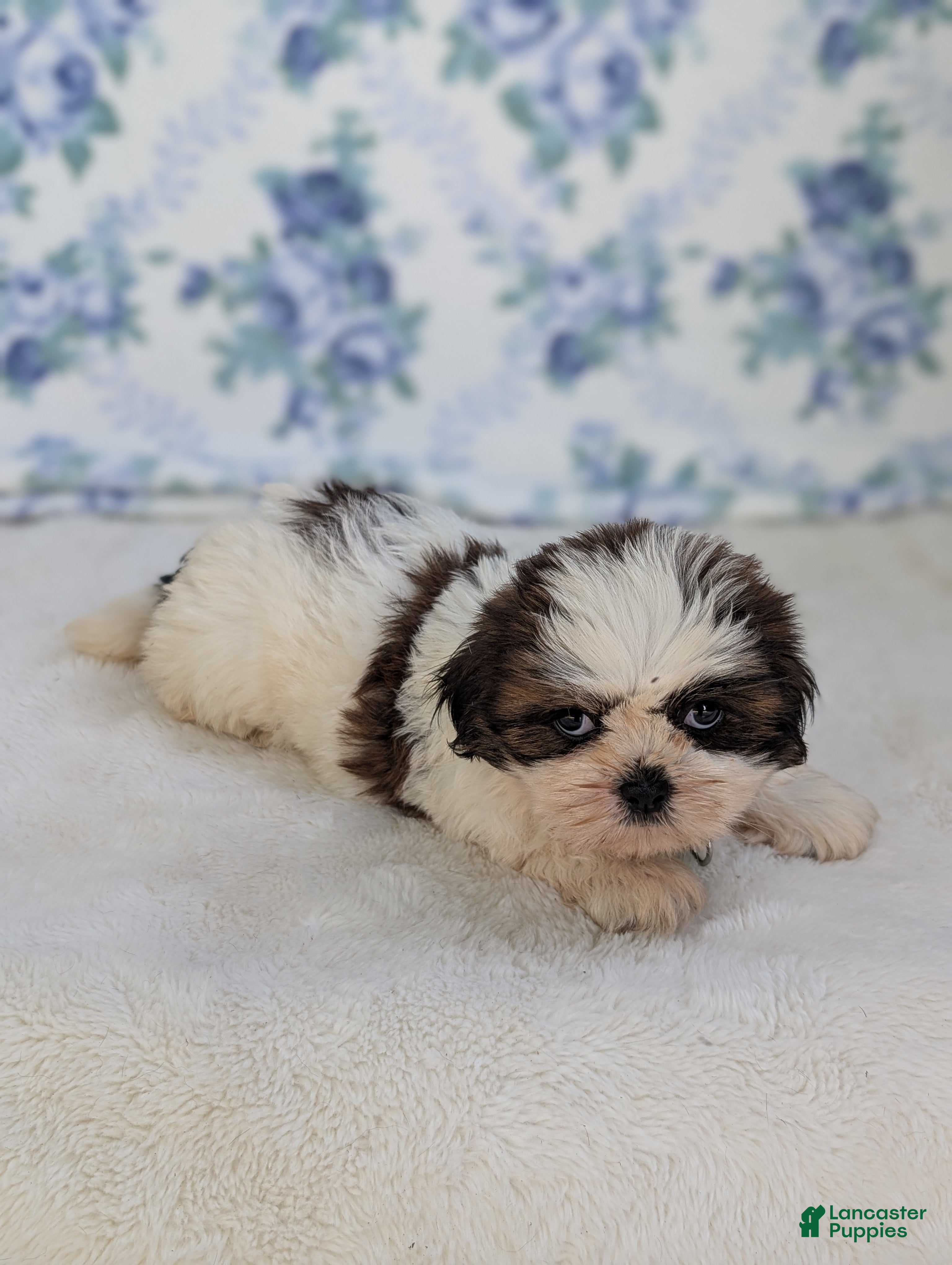 Shih Tzu dogs Fern  - Ad 2