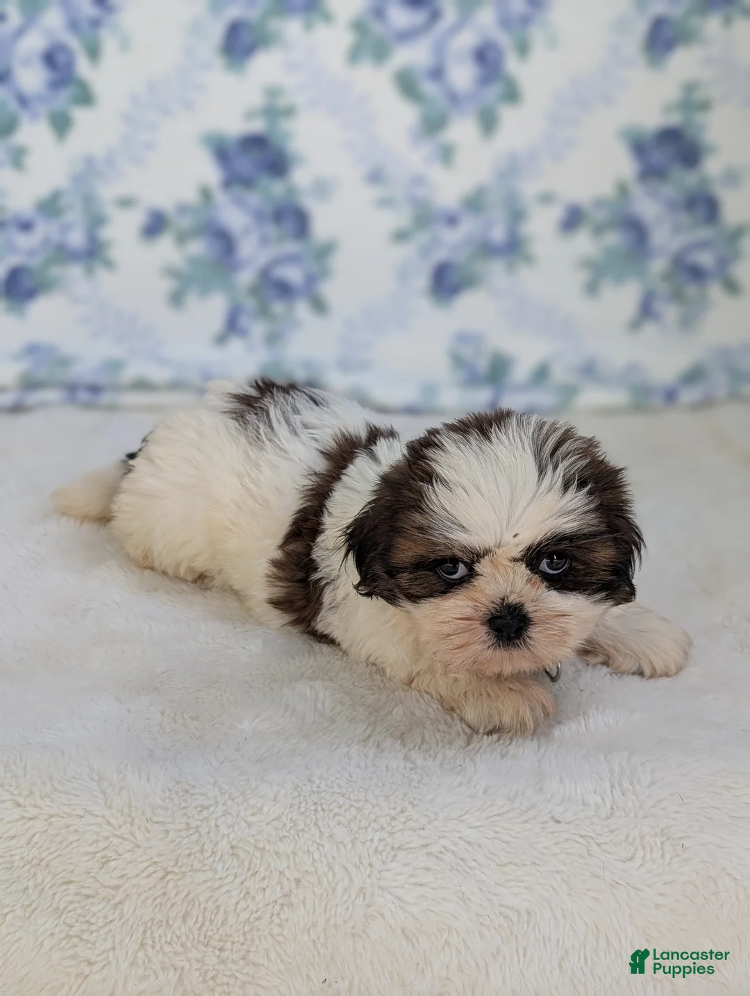 Shih Tzu dogs for sale: Fern  - Ad 2