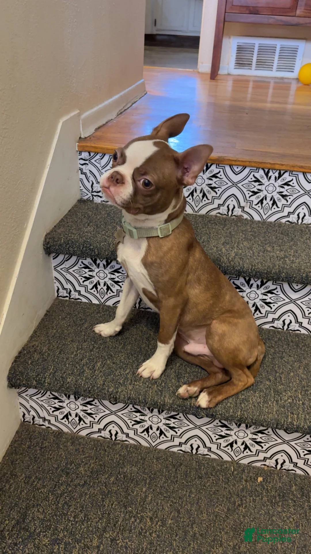 Boston Terrier dogs for stud: Pig the dog - Ad 3