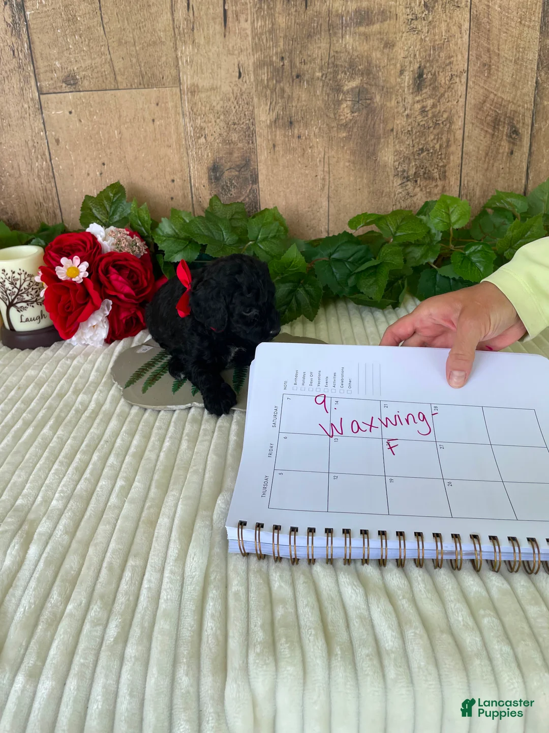 Mini Goldendoodle dogs for sale: Miss Waxwing - Ad 1