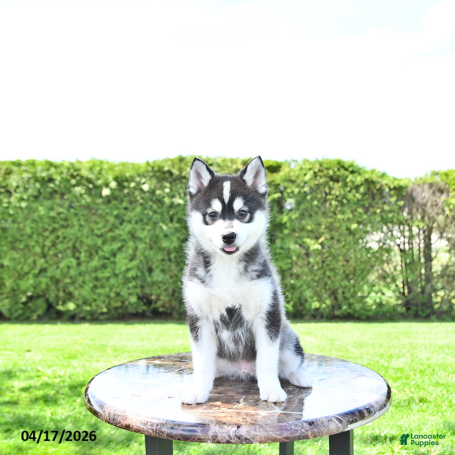 Pomsky dogs Hunter - Ad 2