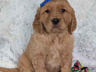 Golden Retriever dogs Wally - Ad 8