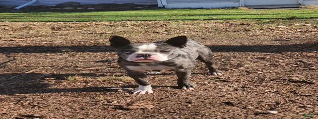 Gracie