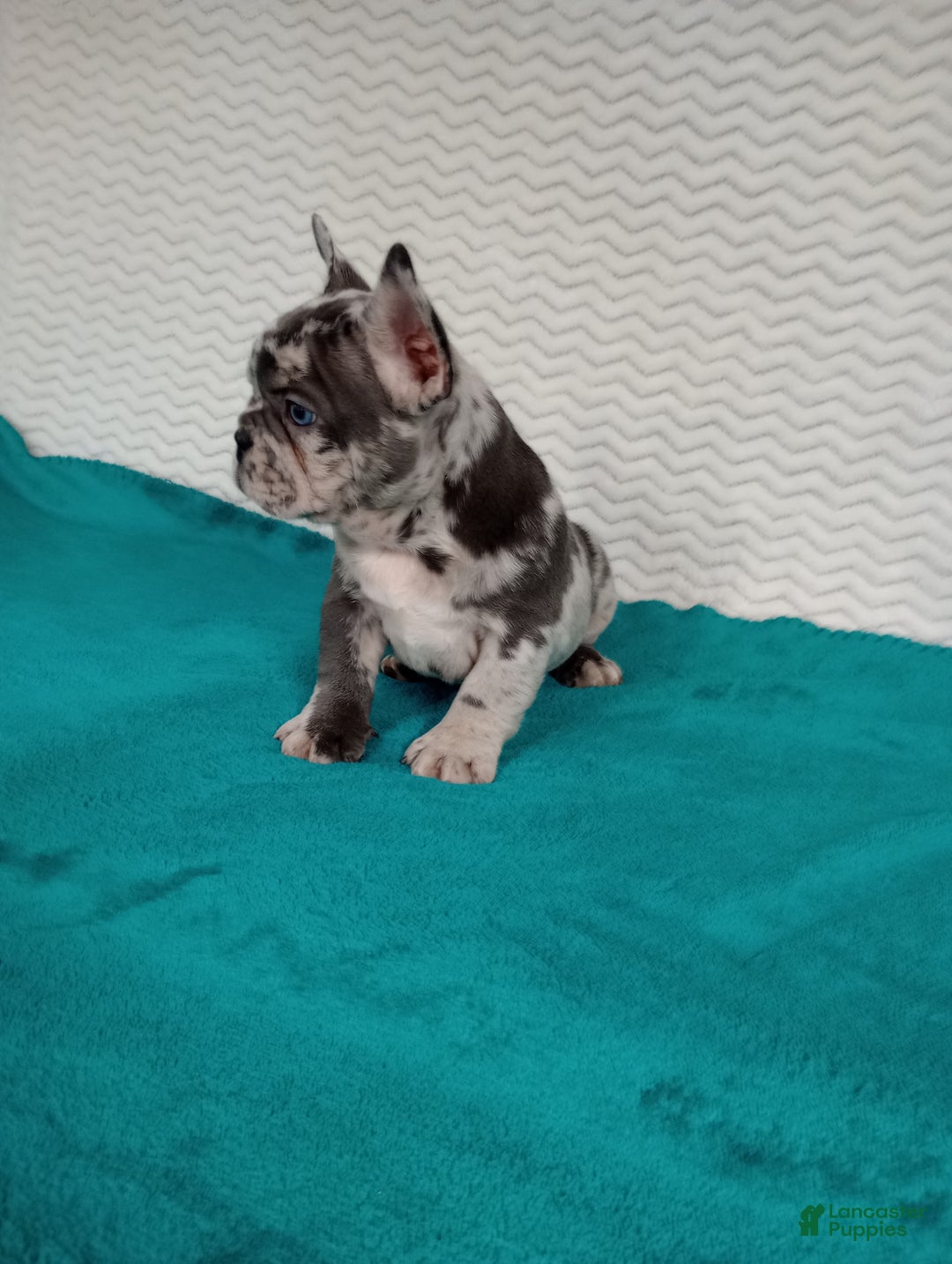 French Bulldog dogs for sale: Hunter  - Ad 6