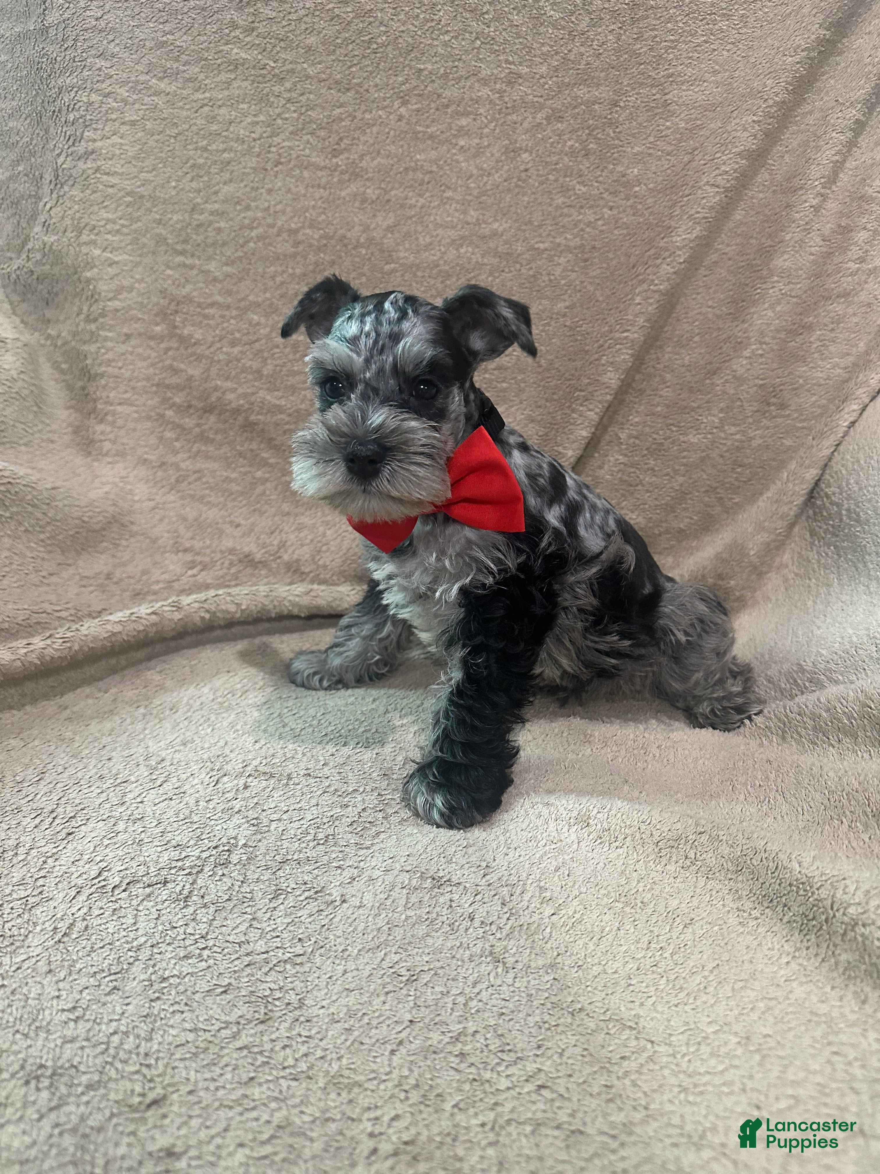 Miniature Schnauzer dogs for sale: Oddie  - Ad 4