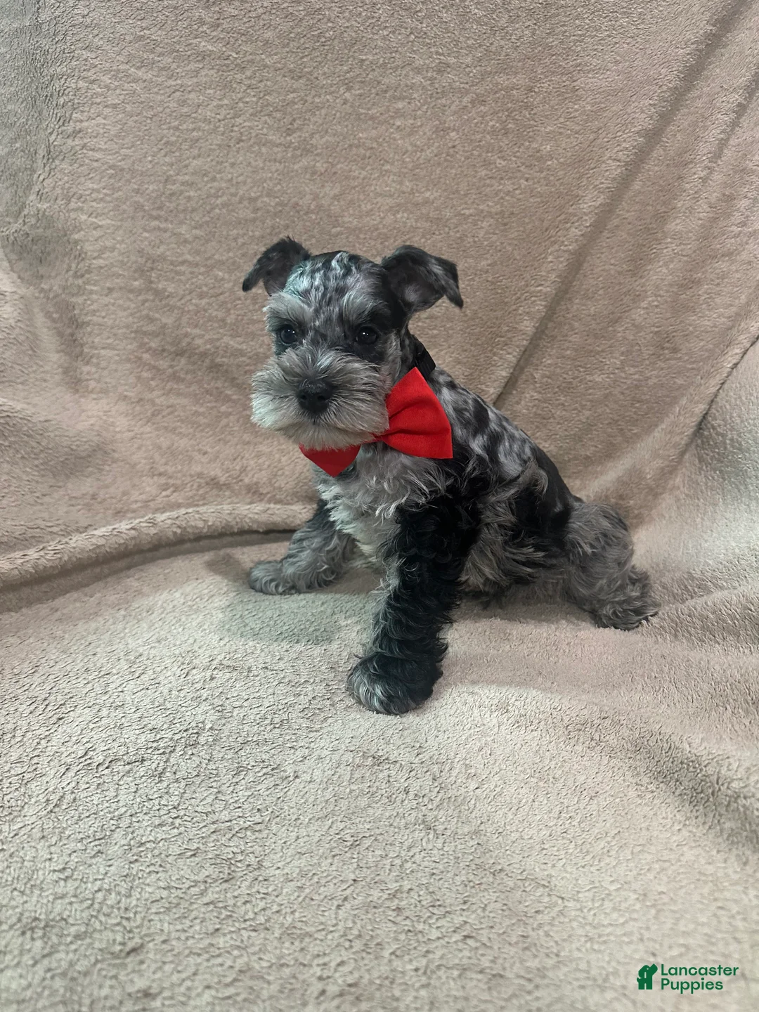 Miniature Schnauzer dogs for sale: Oddie  - Ad 1
