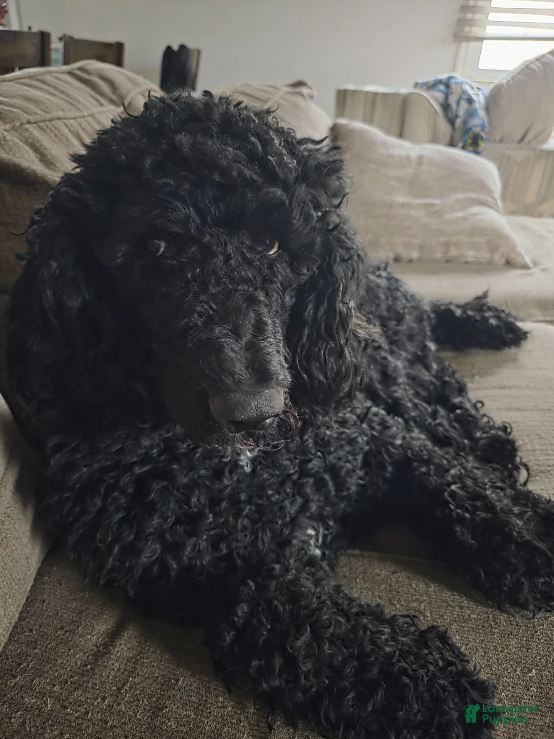 Standard Poodle dogs for sale: Lucky - Ad 2