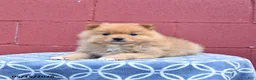 Pomeranian dogs for sale: Nate - Ad 1