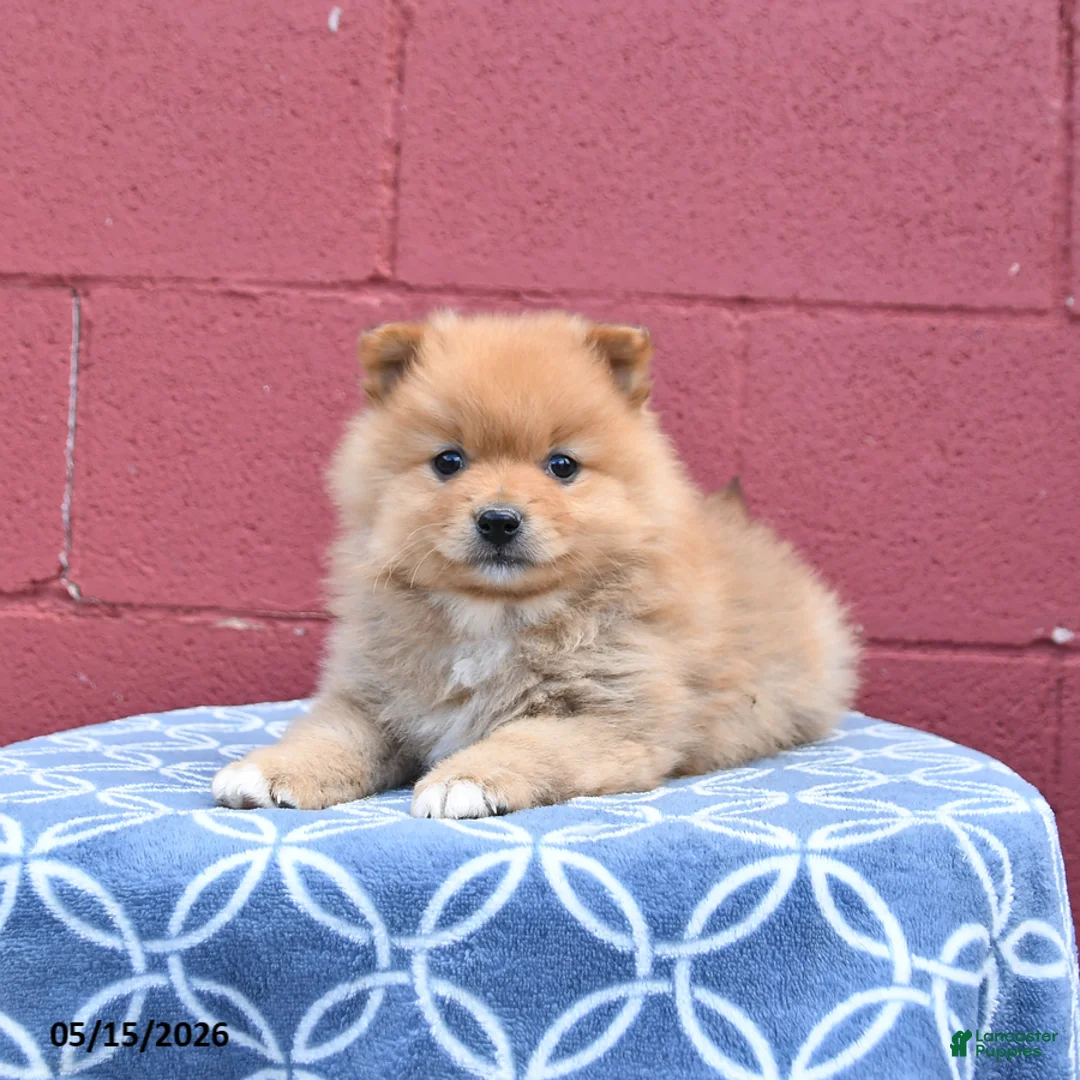 Pomeranian dogs for sale: Nate - Ad 1