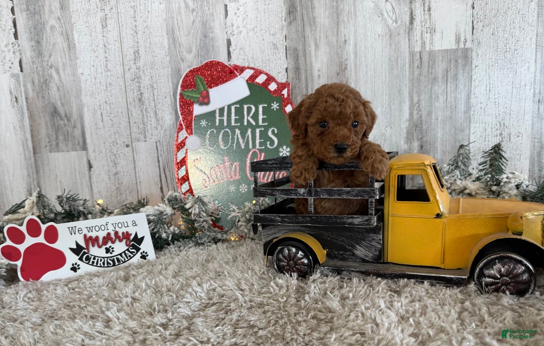 Toy Poodle dogs for sale: Tucker - Ad 3