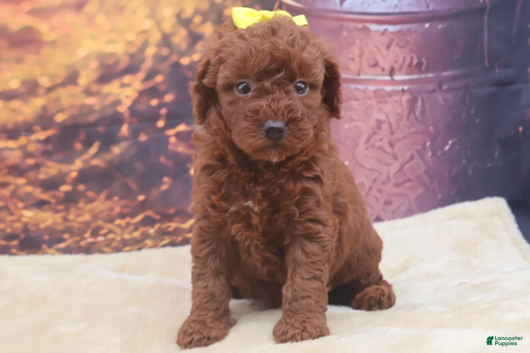 Miniature Poodle dogs for sale: Ember - Ad 1