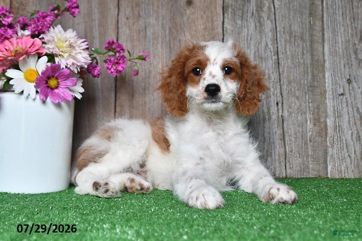 Cavapoo dogs Austin - Ad 1