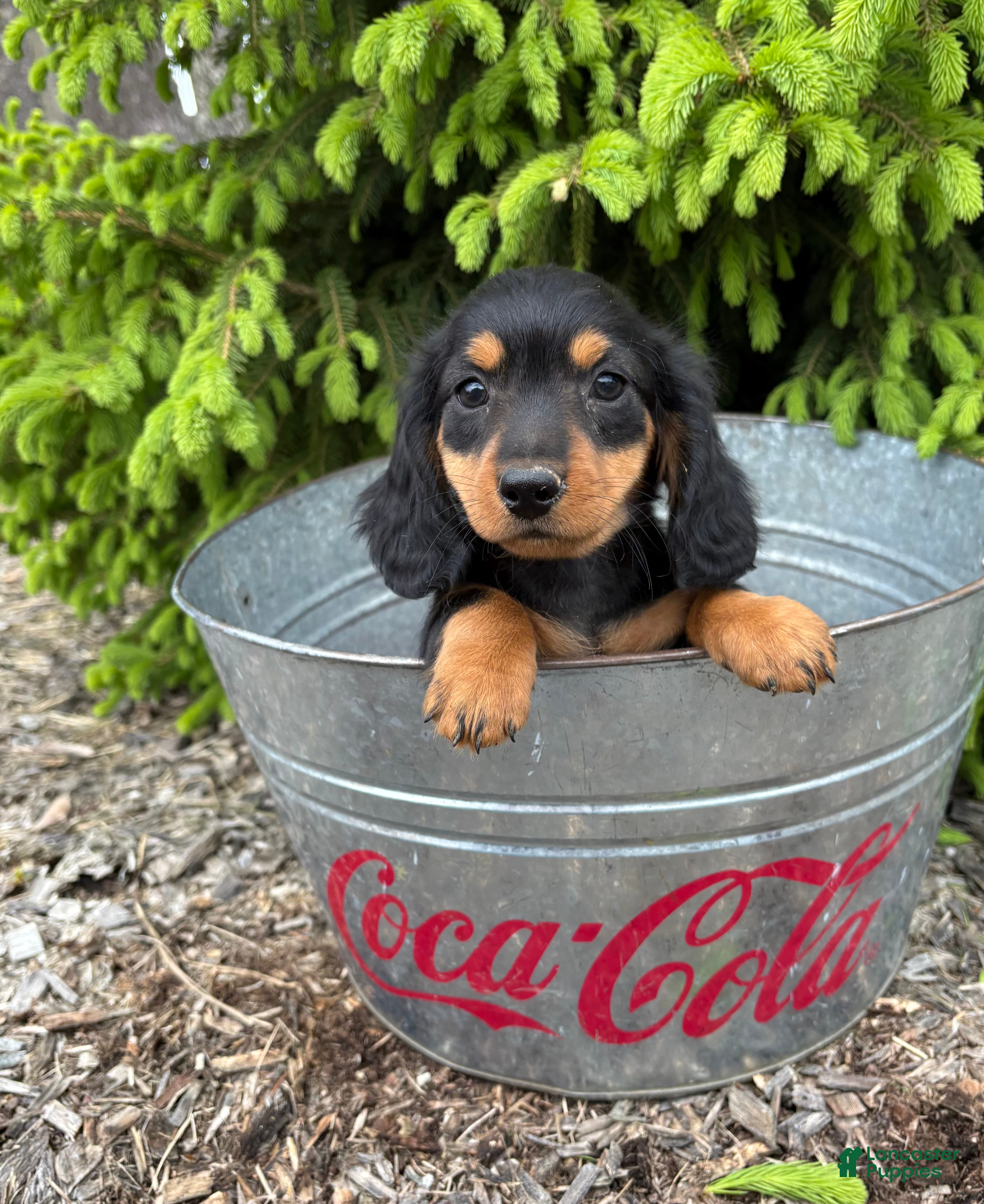 Miniature Dachshund dogs Harrison - Ad 2