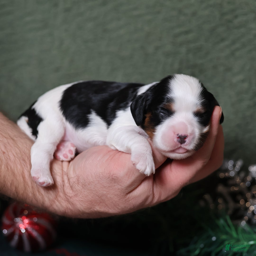 Cavalier King Charles Spaniel dogs for sale: Gwen - Ad 10