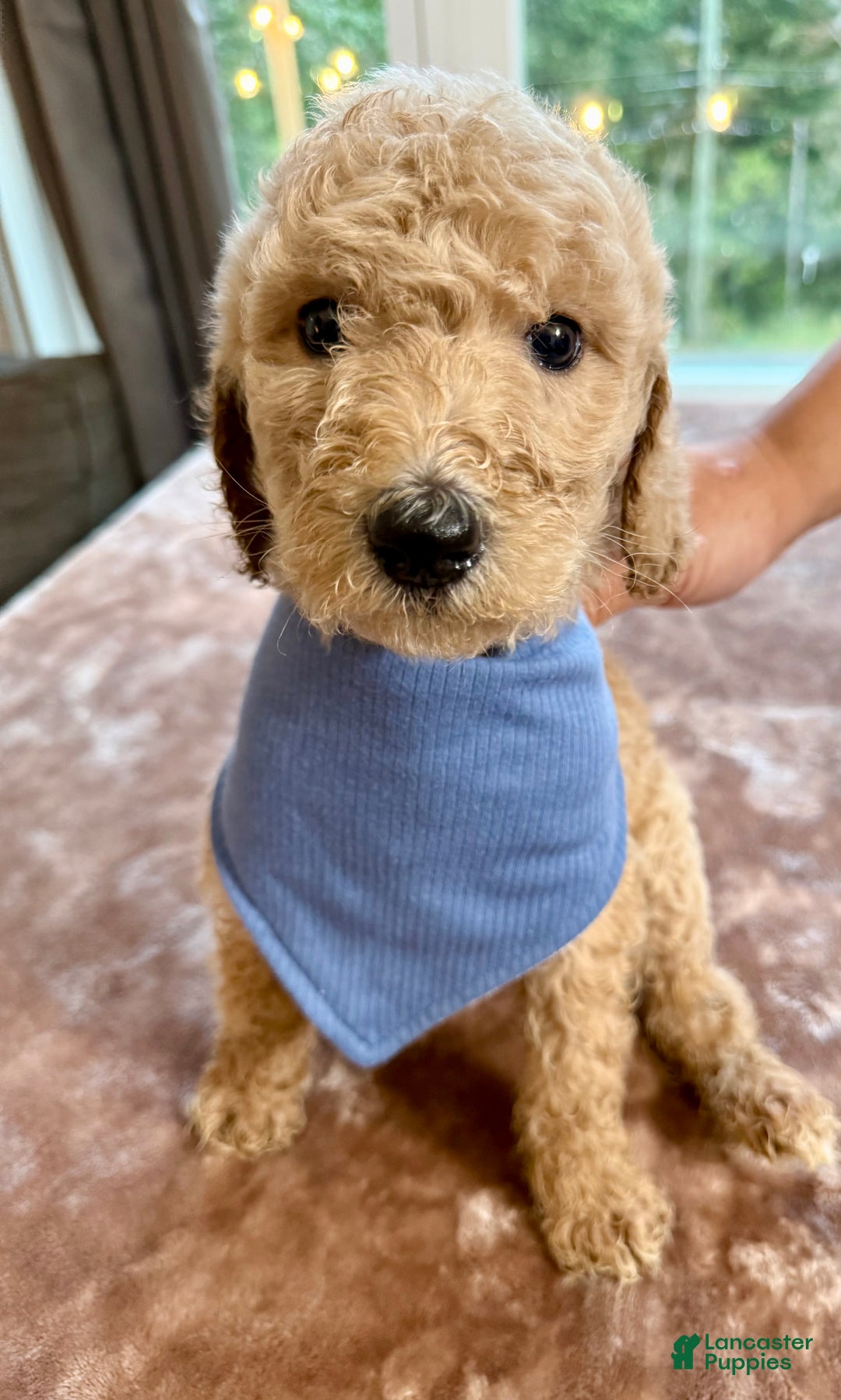 Standard Poodle dogs for sale: Standard Poodle Puppy 1 - Ad 5