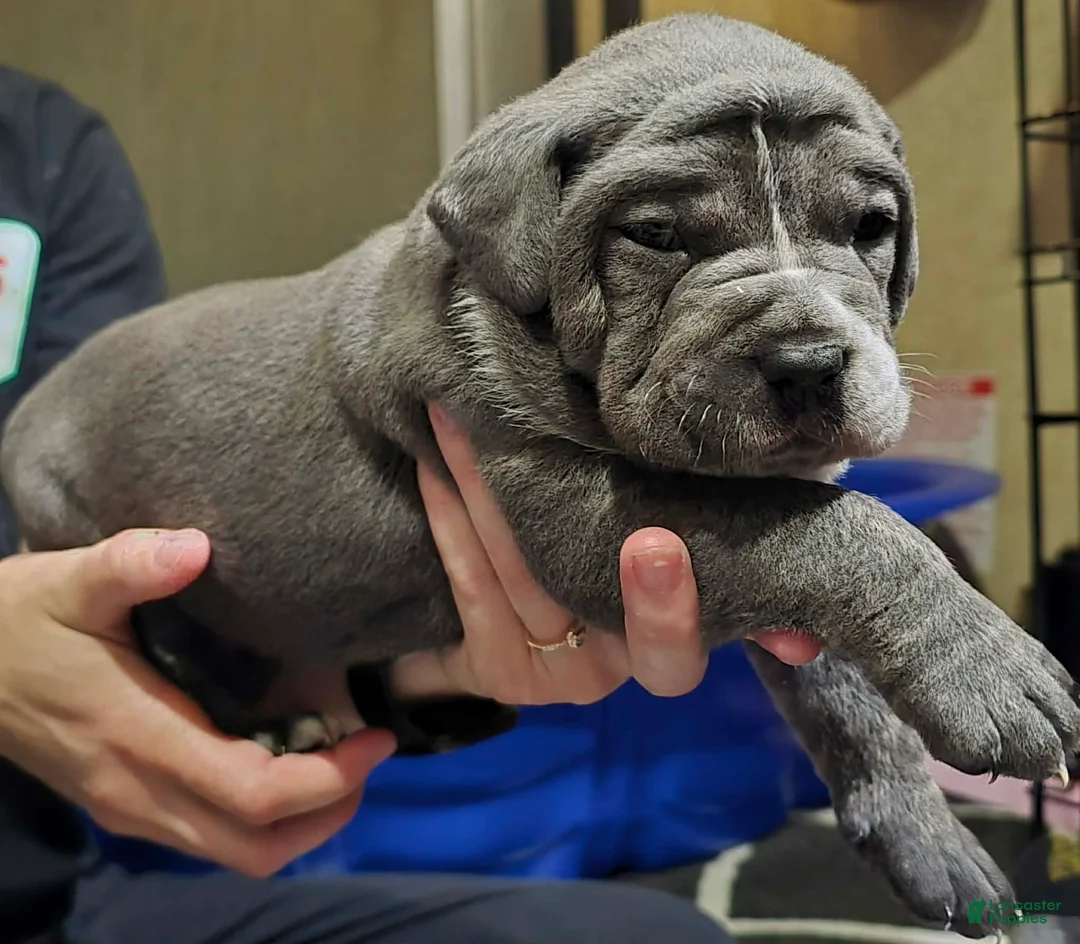 Cane Corso dogs for sale: Stella - Ad 2