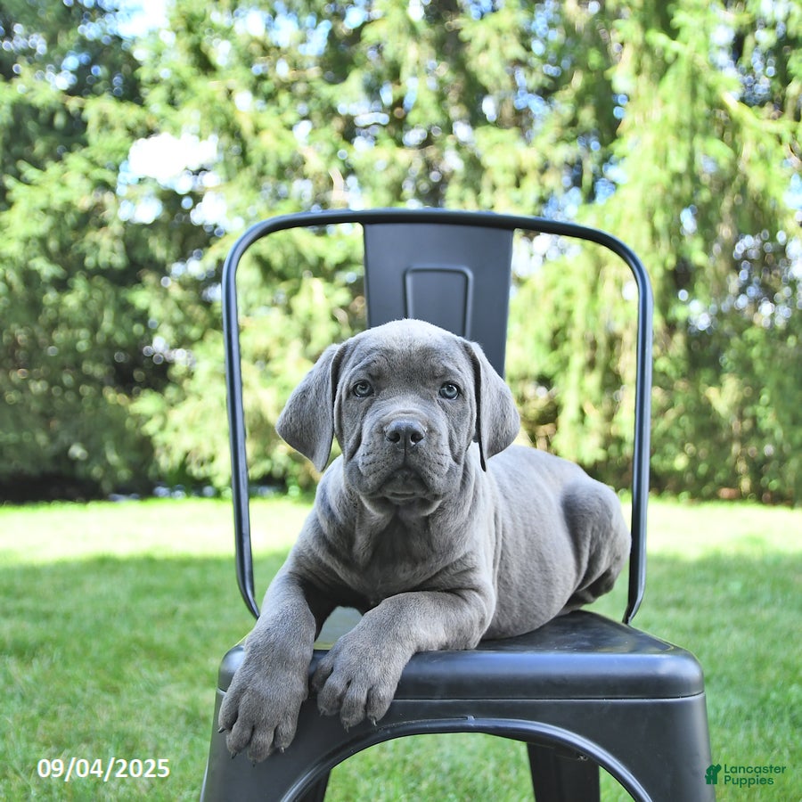 Dog Breeds Cane Corso Great Dane Mix Puppies For Sale Great Dane