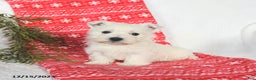 West Highland Terrier dogs for sale: Sunny   - Ad 3
