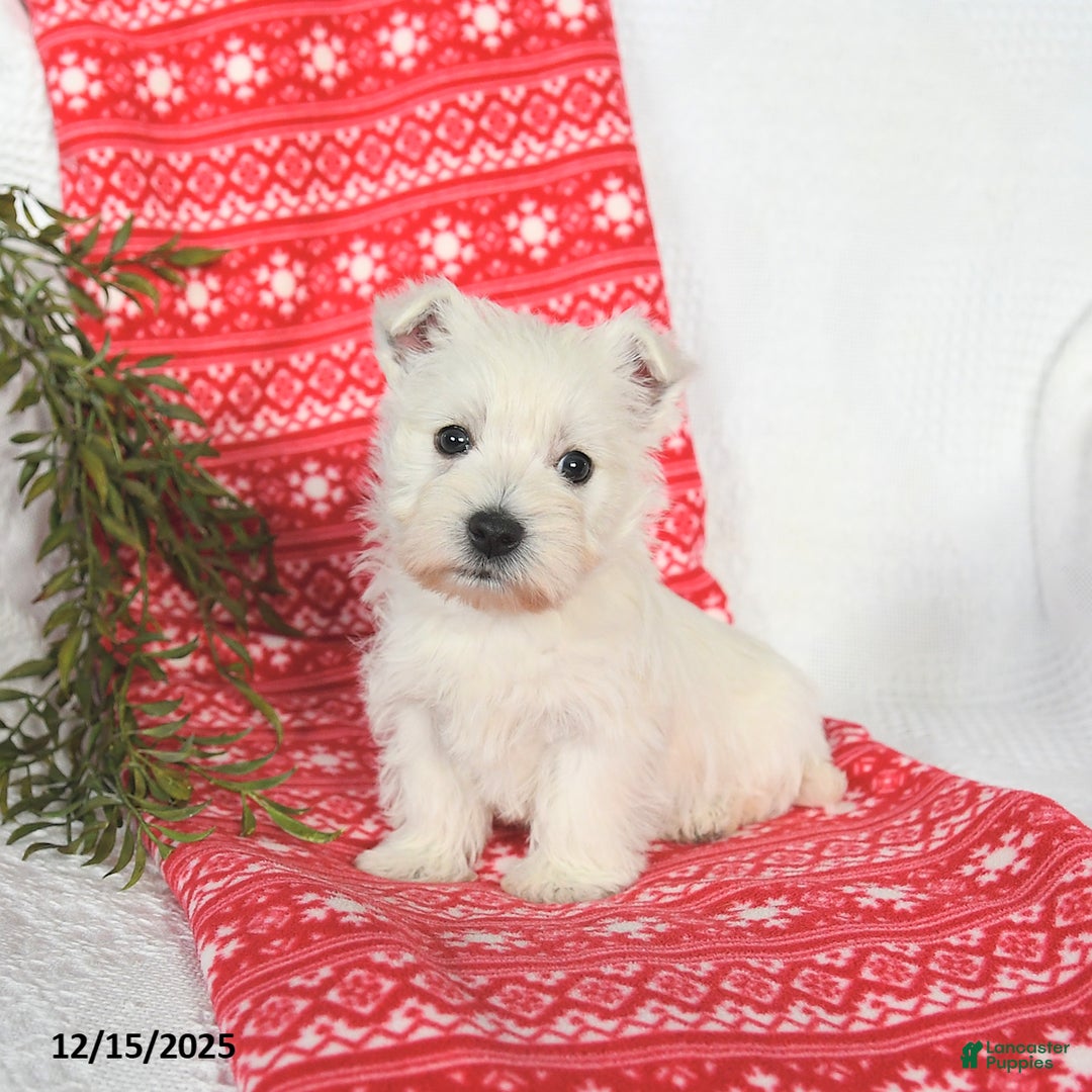 West Highland Terrier dogs for sale: Sunny   - Ad 3
