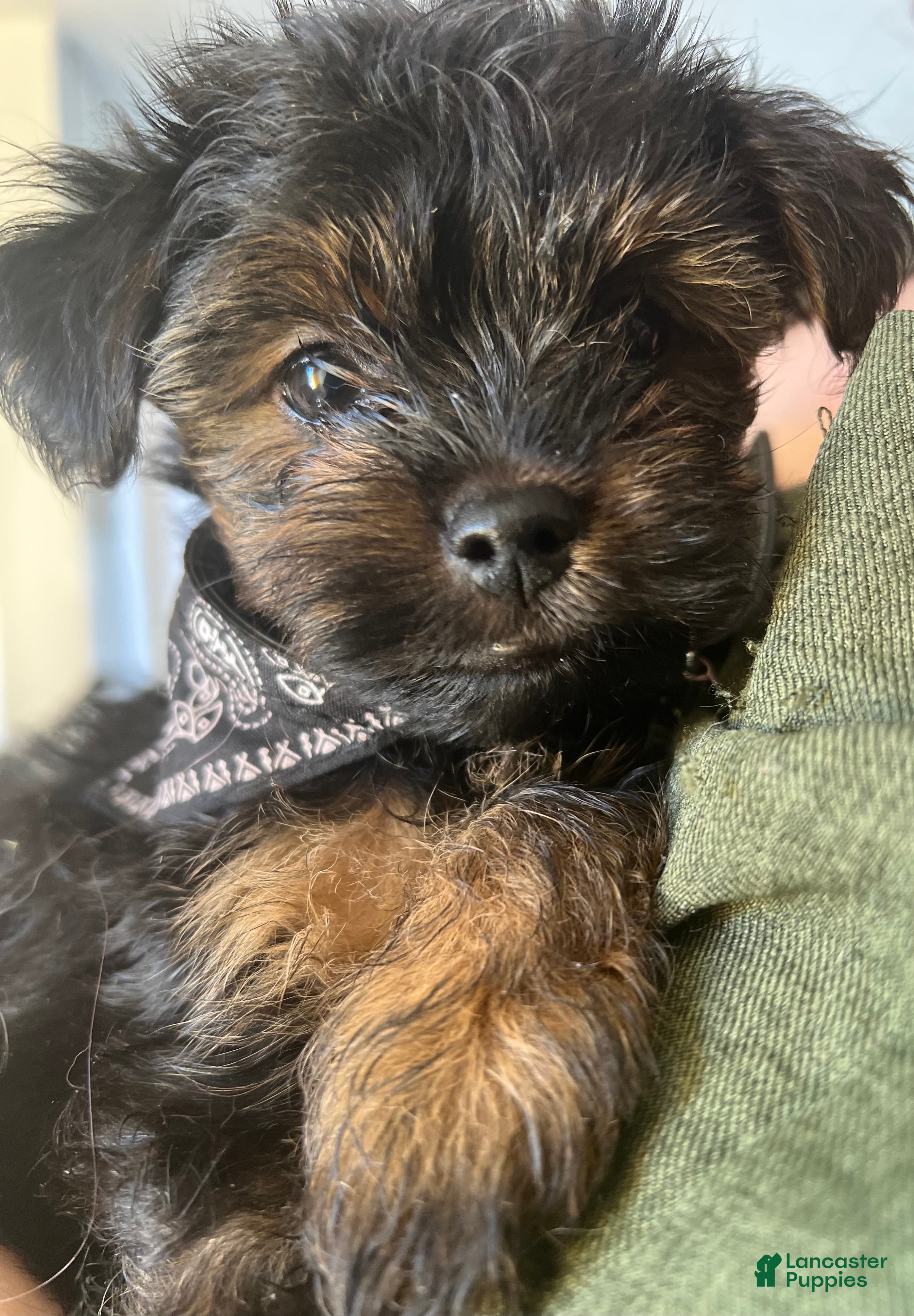 Yorkshire Terrier dogs Yorkshire Terrier Puppy 2 - Ad 8