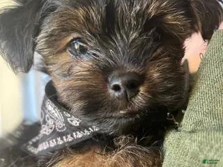 Yorkshire Terrier dogs Yorkshire Terrier Puppy 2 - Ad 8