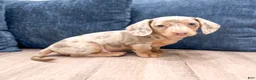 Miniature Dachshund dogs for sale: Oliver - Ad 3