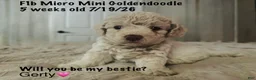 Mini Goldendoodle dogs for sale: Mini Goldendoodle 6 - Ad 2