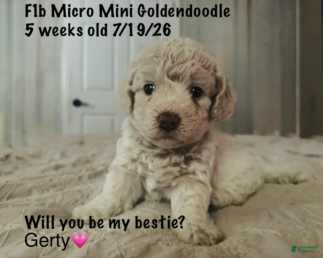 Mini Goldendoodle dogs for sale: Mini Goldendoodle 6 - Ad 2