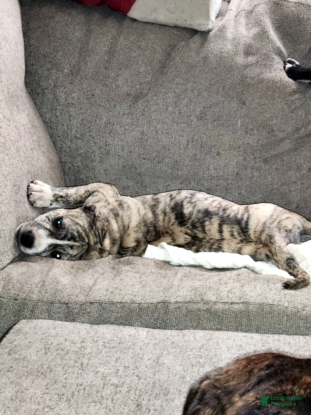 Mixed Breed dogs for sale: Mixed Breed Puppy 2 - Ad 1