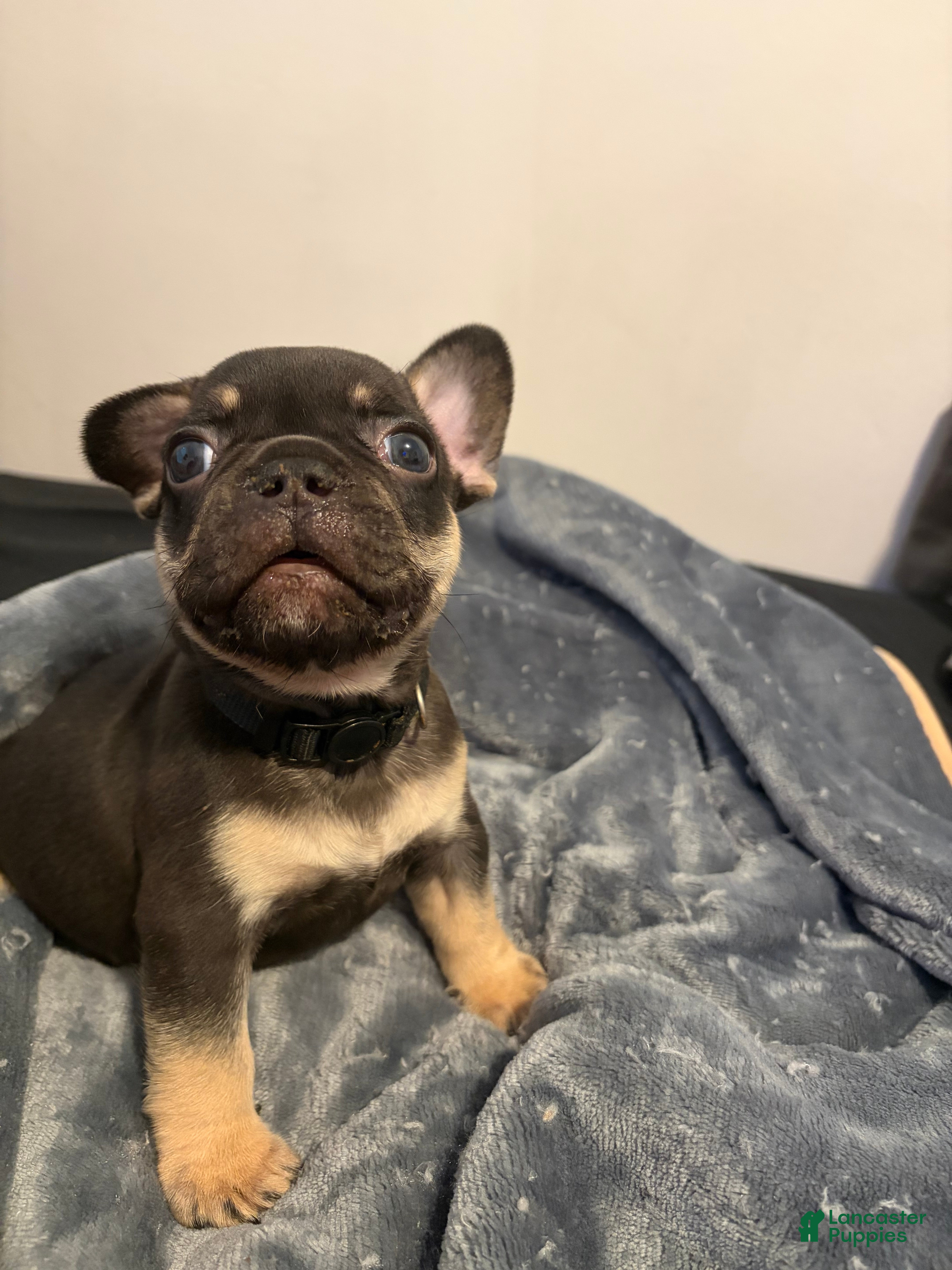 French Bulldog dogs for sale: French Bulldog (black collar) - Ad 2
