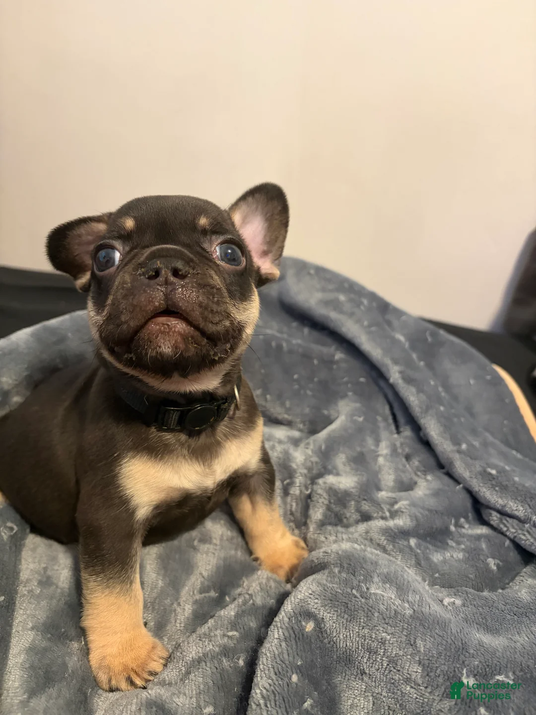 French Bulldog dogs for sale: French Bulldog (black collar) - Ad 1