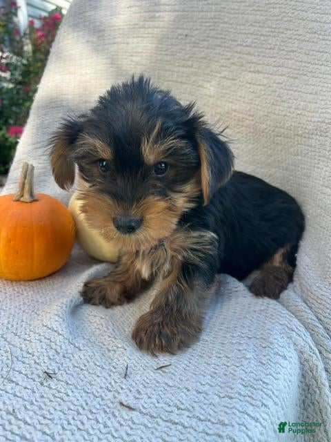 Yorkshire Terrier dogs Harry - Ad 2