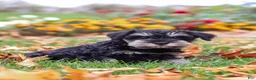 Miniature Schnauzer dogs for sale: Rowan - Ad 6