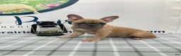 French Bulldog dogs for sale: Ridoc French Bulldog Puppy  - Ad 2