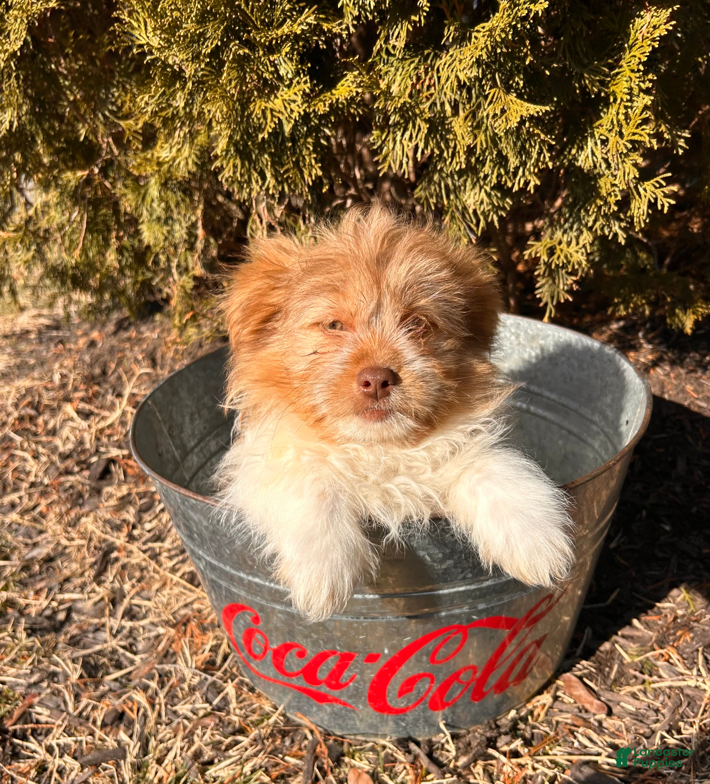 Mixed Breed dogs Gus - Ad 2