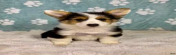 Welsh Corgi Pembroke dogs for sale: Brooks - Ad 6