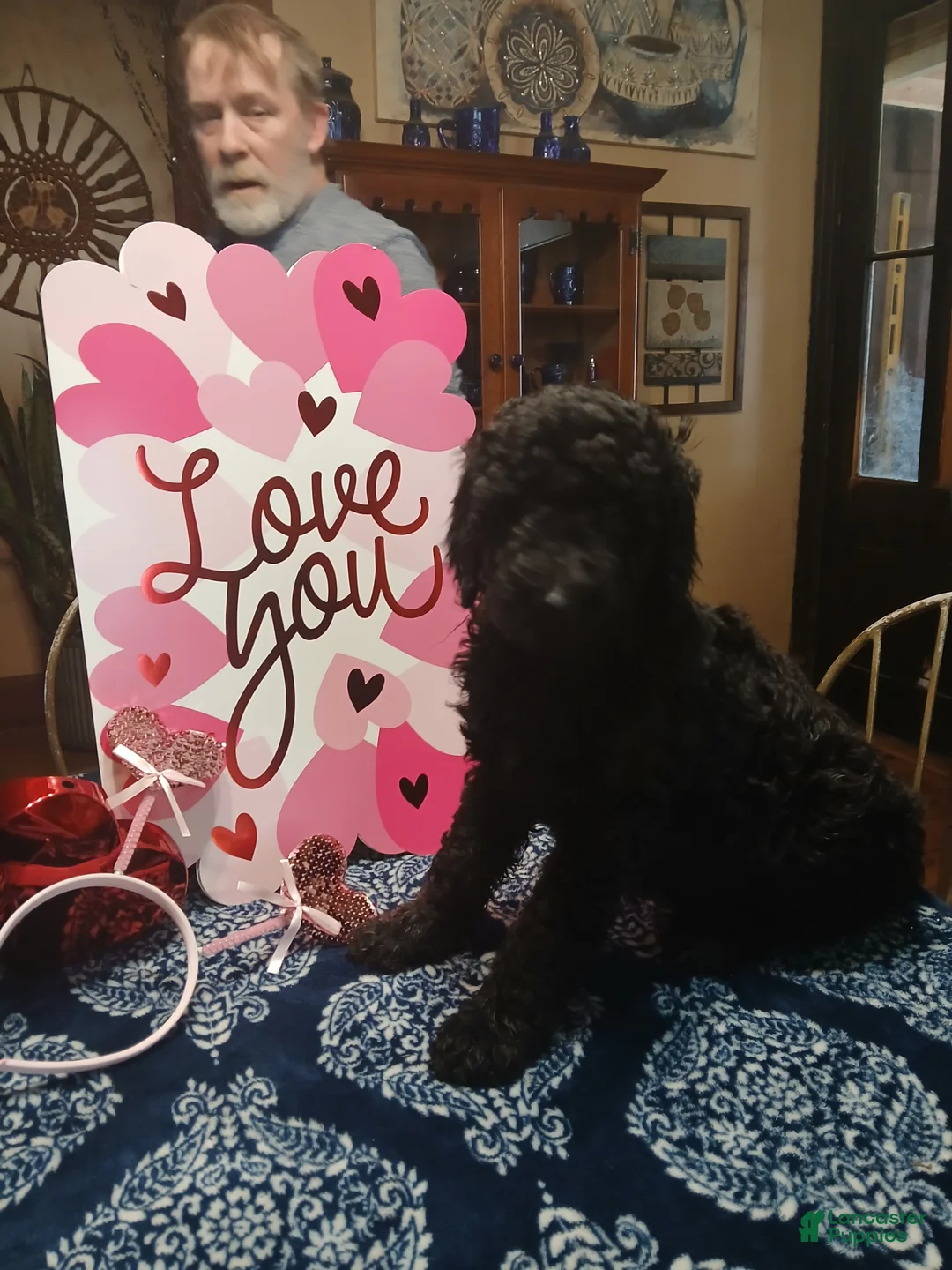 Standard Poodle dogs for sale: Standard Poodle Puppy 2 - Ad 2