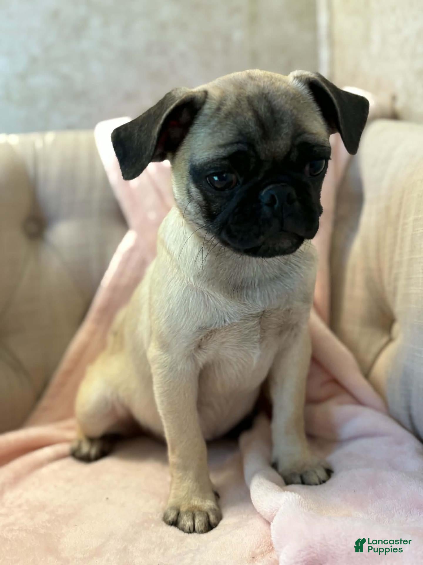 Pug dogs Sage - Ad 38