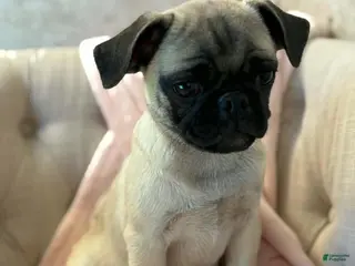 Pug dogs Sage - Ad 34