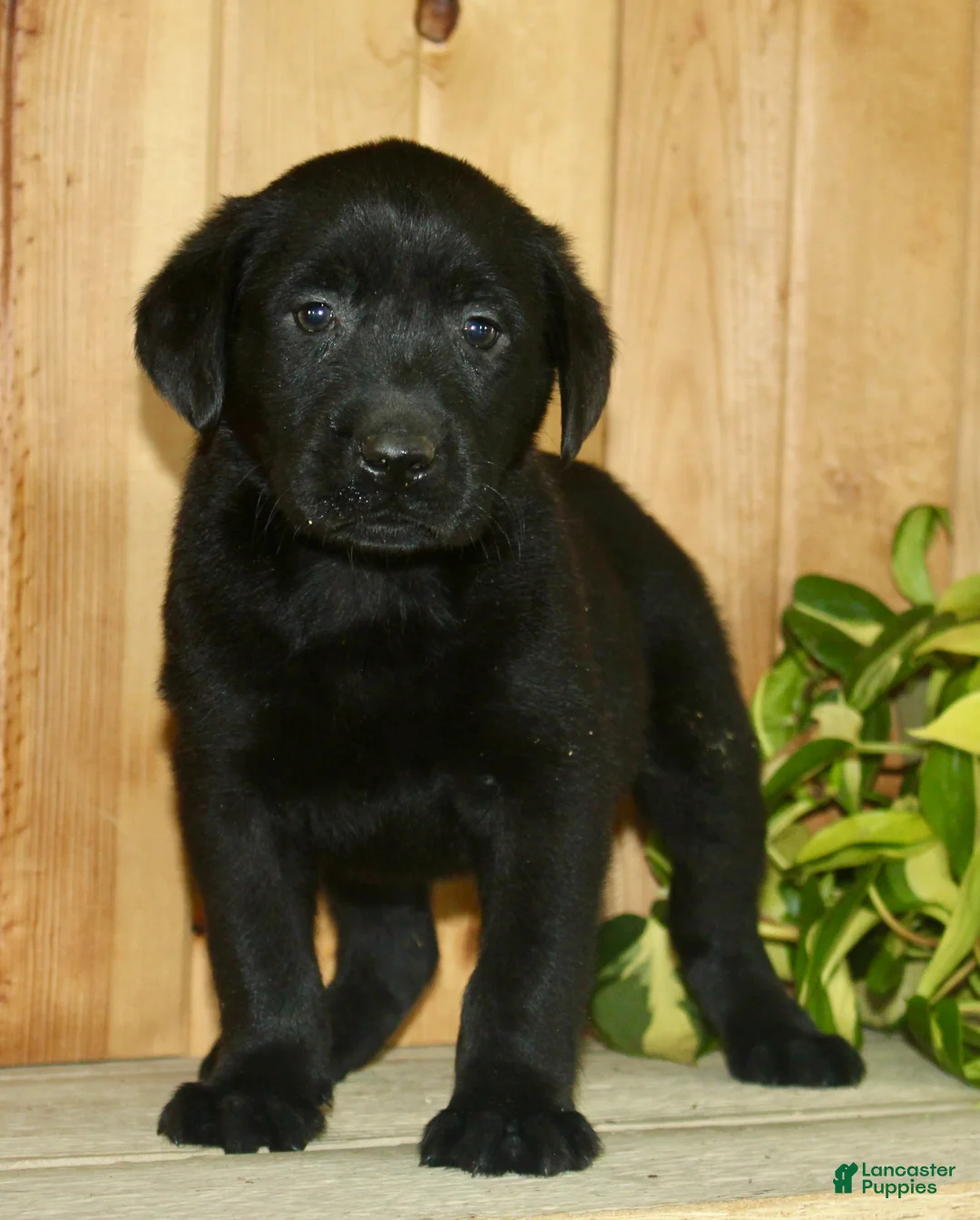 Labrador Retriever dogs for sale: Theo - Ad 1