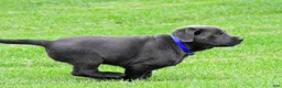Labrador Retriever dogs for sale: Reno - Ad 10
