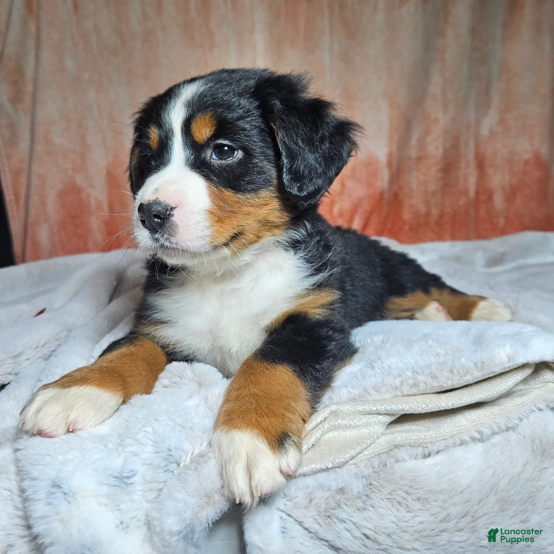 Bernese Mountain Dog dogs for sale: Dakota  - Ad 8