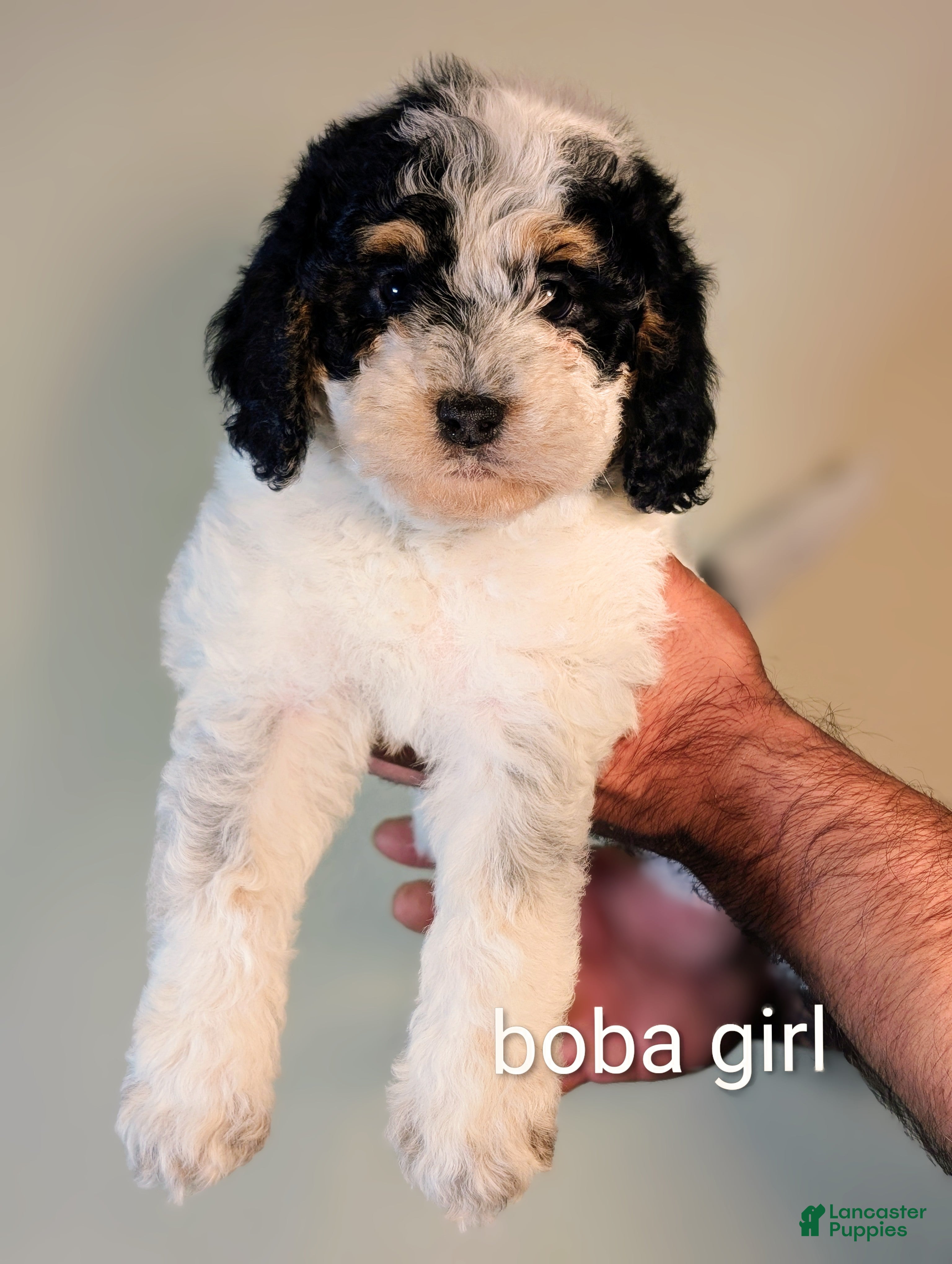 Mixed Breed dogs BOBA - Ad 5