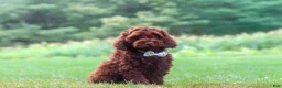 Cockapoo dogs for sale: Sammie - Ad 5