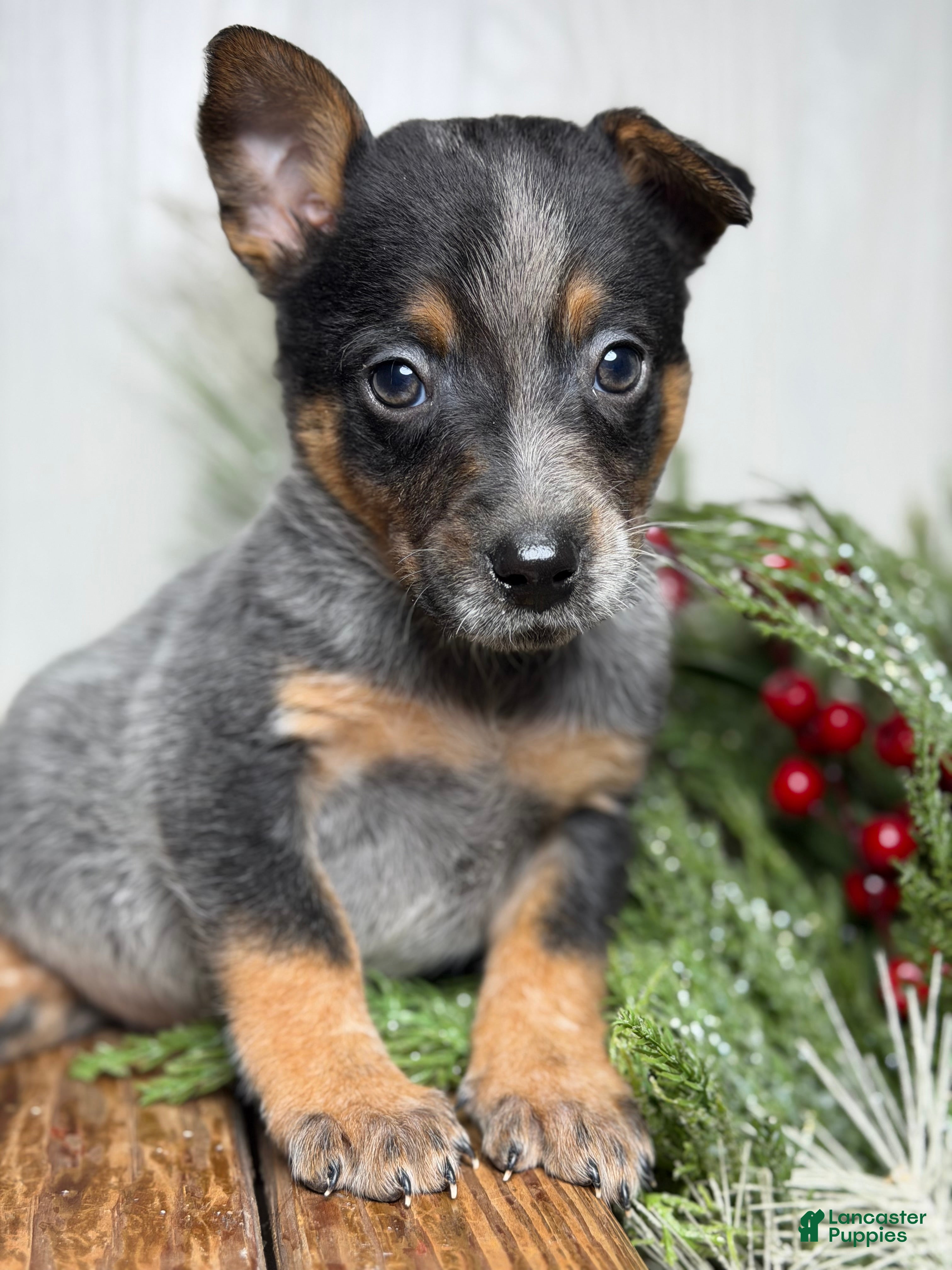 Australian Cattle Dog dogs Australian Cattle Dog Puppy 2 - Ad 19