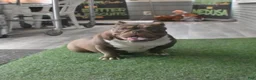 American Bully dogs for sale: Princess cherry - Ad 6
