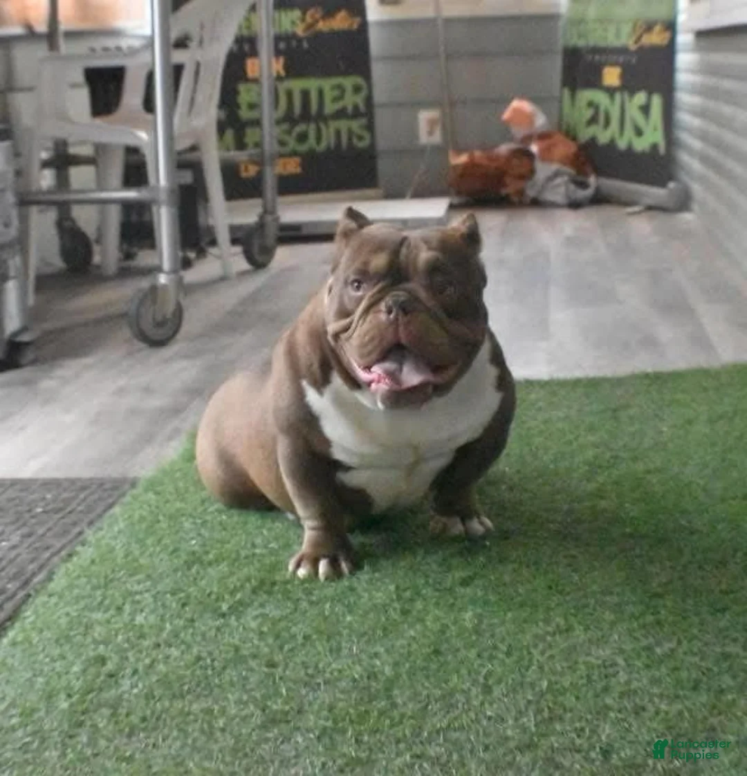 American Bully dogs for sale: Princess cherry - Ad 6