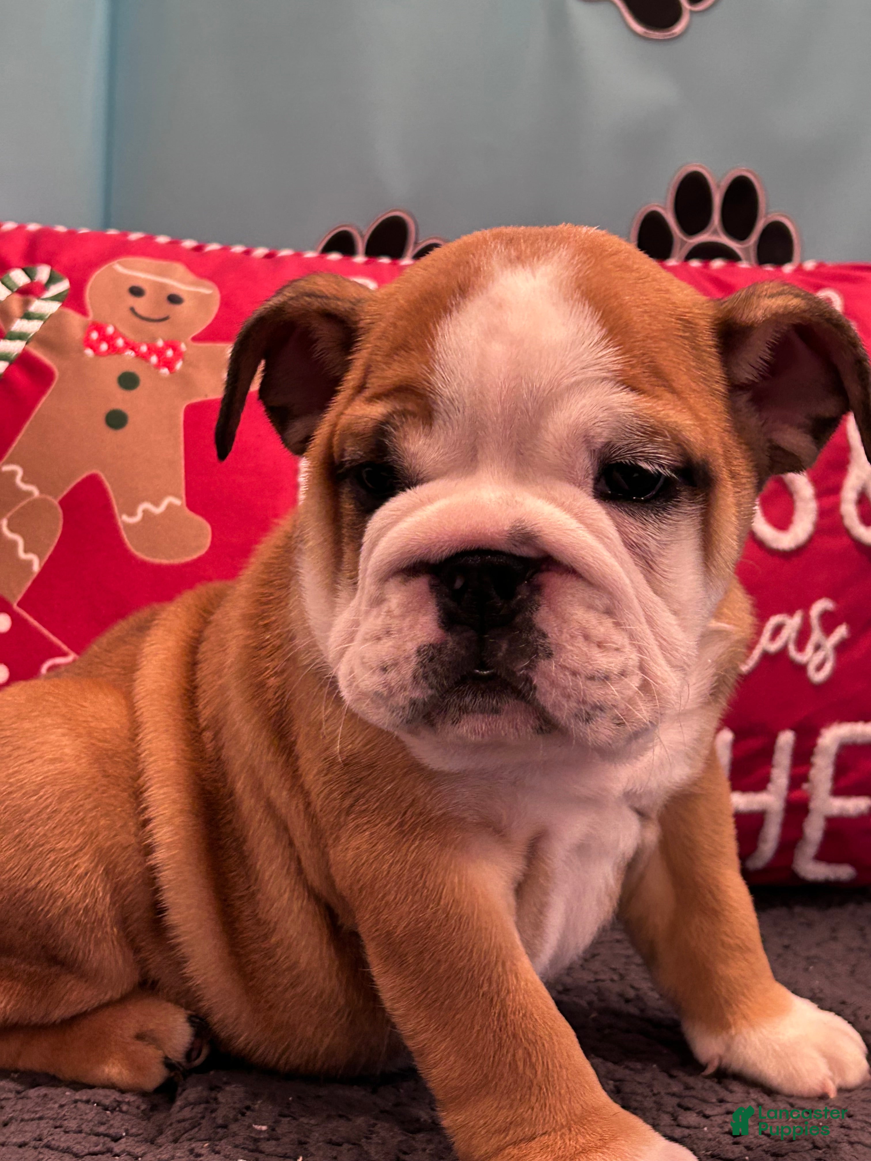 English Bulldog dogs NATASHA - Ad 3