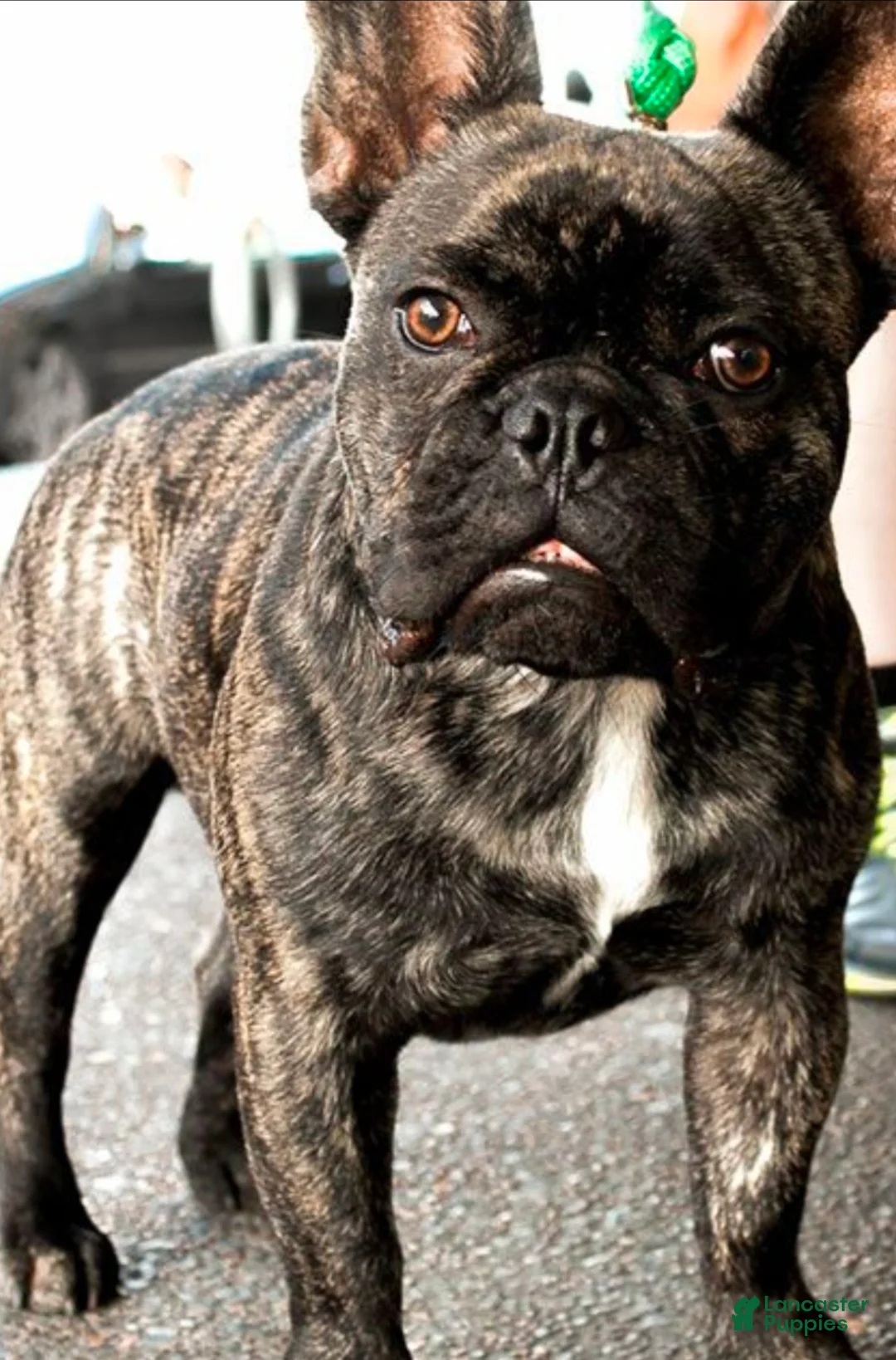 French Bulldog dogs for sale: French Bulldog Puppy 5 - Ad 3