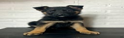 German Shepherd dogs for sale: Donny - Ad 1